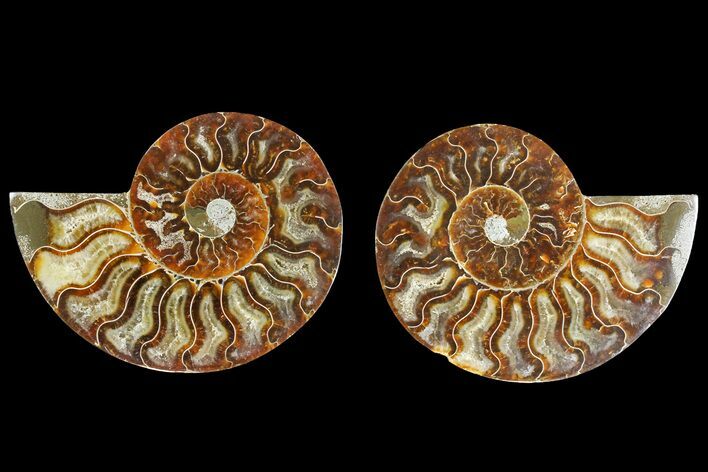 Agatized Ammonite Fossil - Madagascar #139729